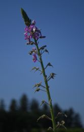 Desmodium illinoense